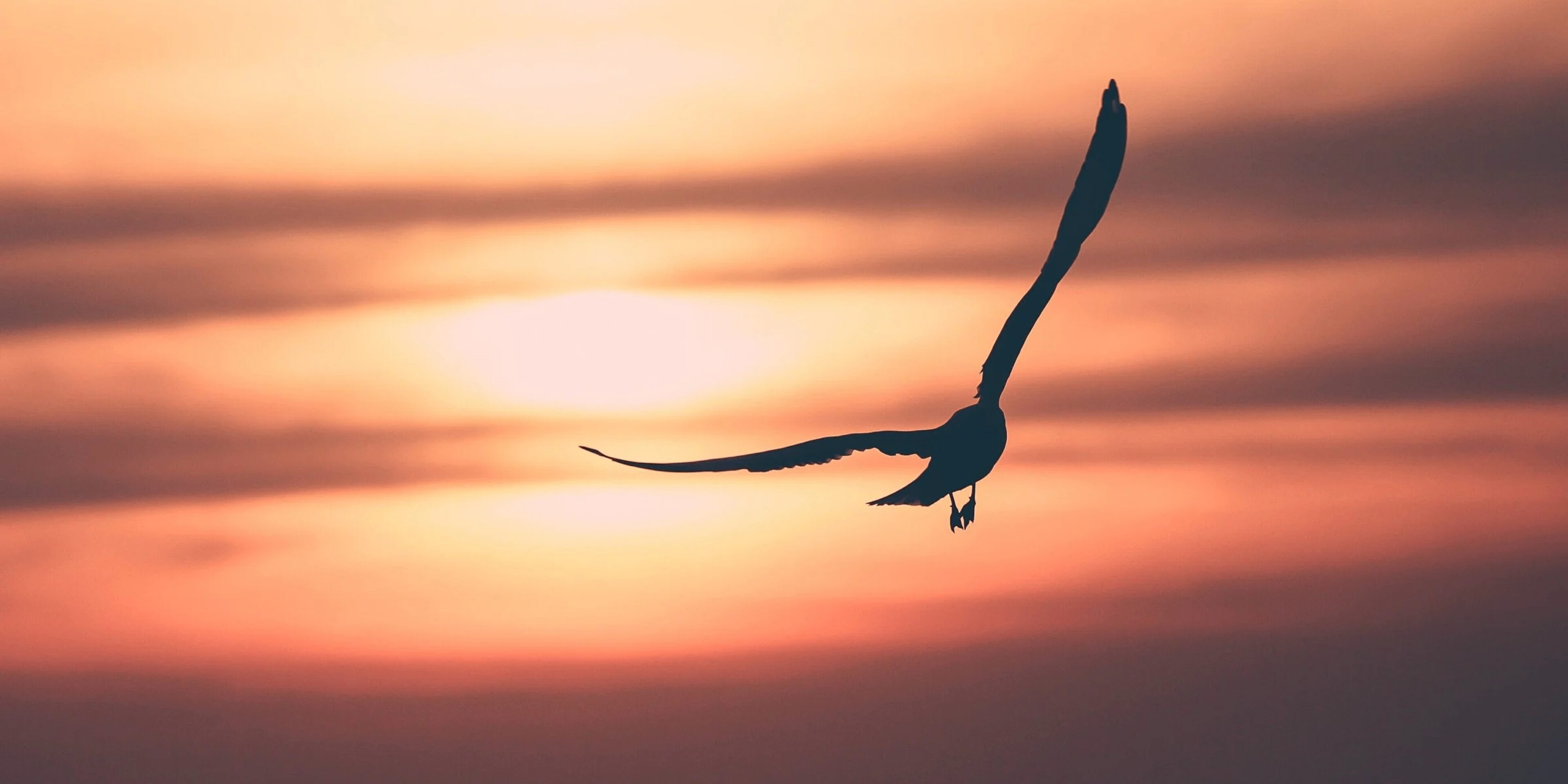Silhouette of a bird soaring against a vibrant sunset sky.